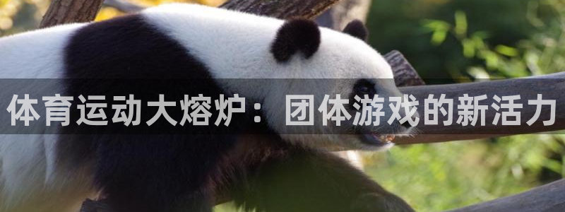 安信165招商：体育运动大熔炉：团体游戏的新活力