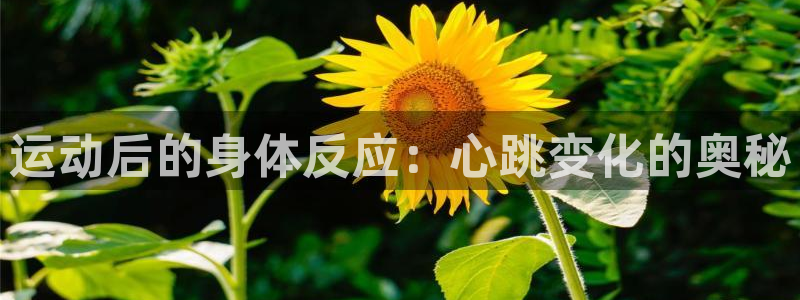 安信16体育凯捷平台注册：运动后的身体反应：心跳变化的奥秘